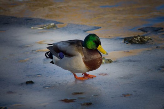 Maralee_Park_130124_42278-Edit-2