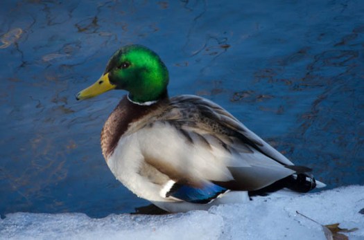 Maralee_Park_130124_42313-Edit-2