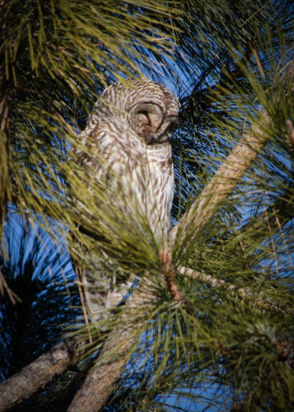 Maralee_Park_130126_42390-Edit