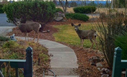 Morning Visitors