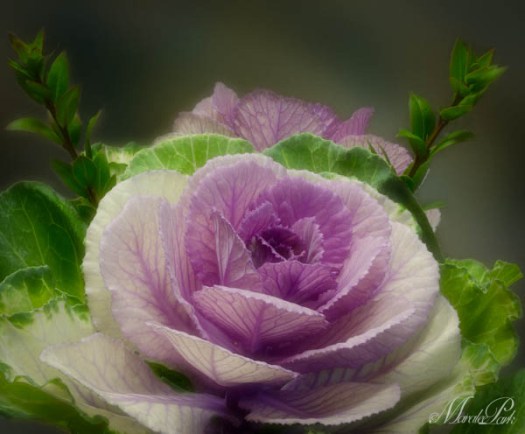 Maralee_Park_050715_06263-Edit