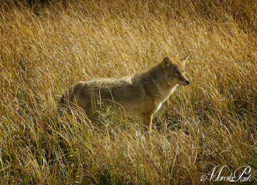 Maralee_Park_101013_08400-Edit-Edit