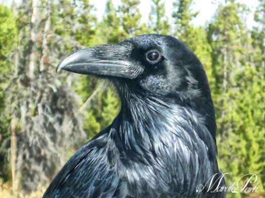 Maralee_Park_101013_08407