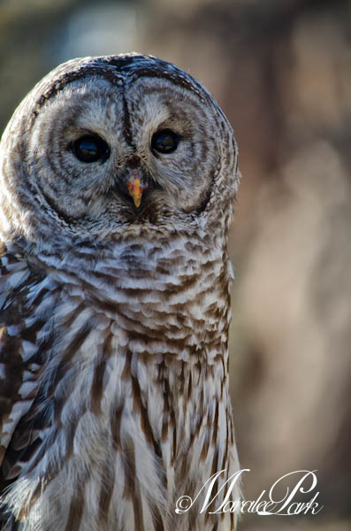 Maralee_Park_130201_42472-Edit