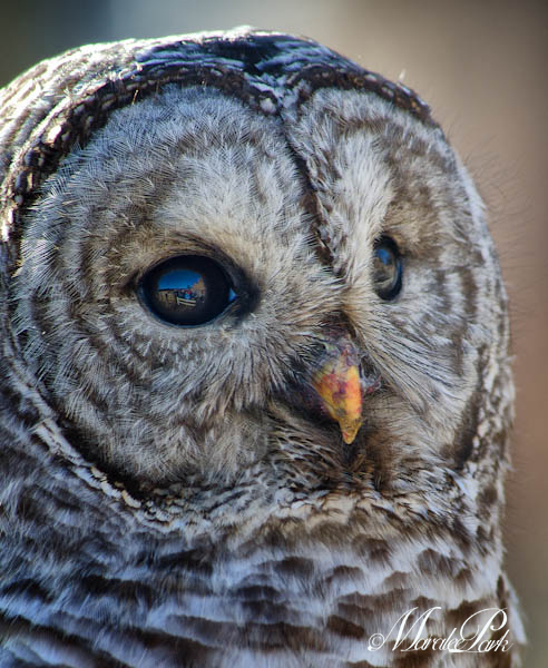 Maralee_Park_130201_42477-Edit-Edit