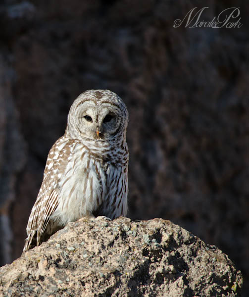 Maralee_Park_130201_42490-Edit