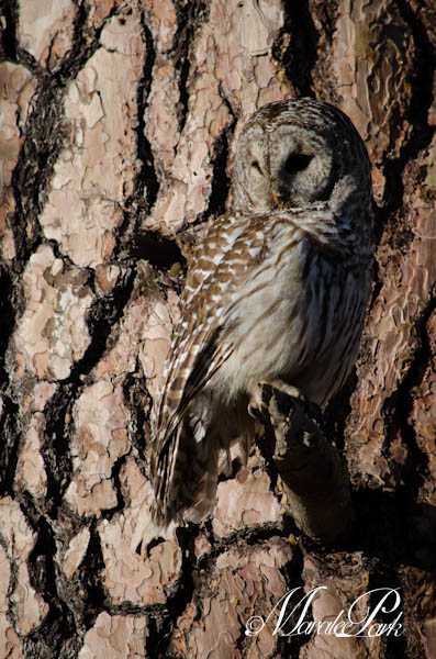 You can see he blends in well with the tree