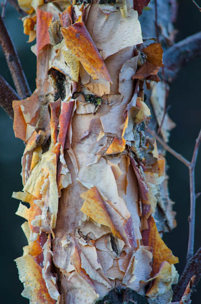 Maralee_Park_130201_42568-Edit