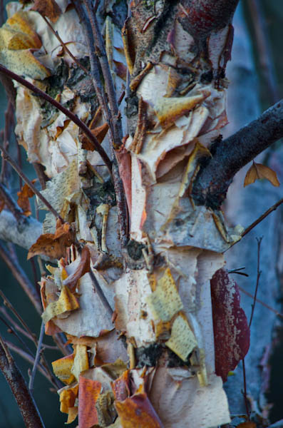 Maralee_Park_130201_42572-Edit