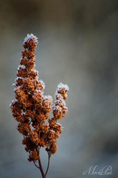 Maralee_Park_130201_42584-Edit