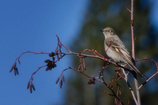 Maralee_Park_130202_42701-Edit