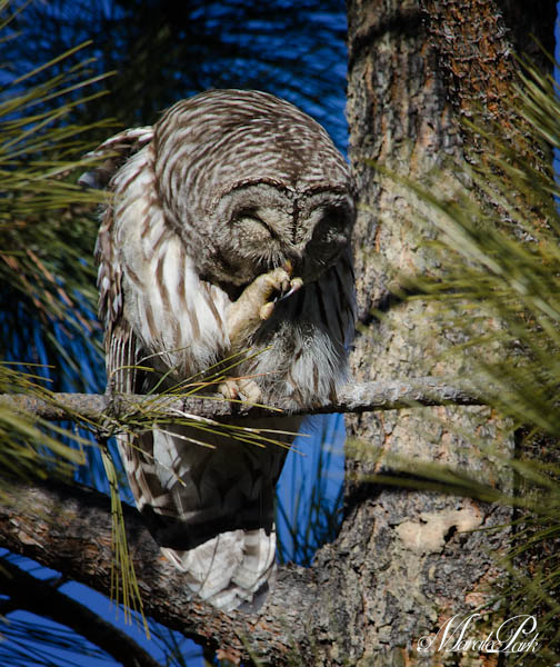 Maralee_Park_130202_42752-Edit