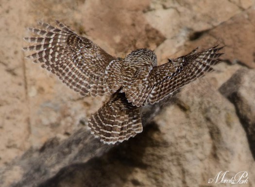 Maralee_Park_130209_42845-Edit-2