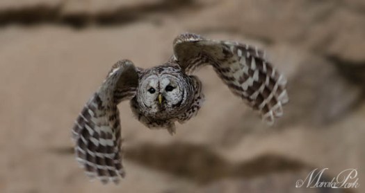 Maralee_Park_130209_42882-Edit-Edit