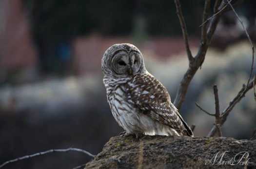 Maralee_Park_130209_42891