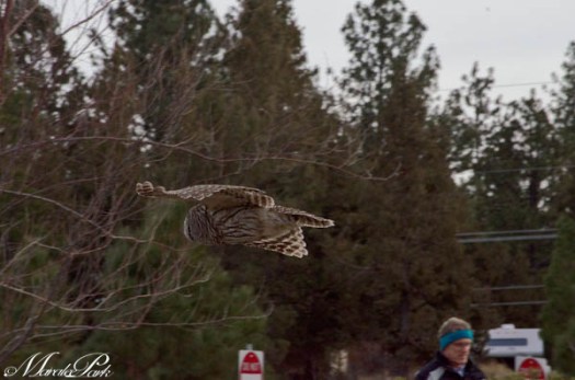 You can see how close he gets to people.