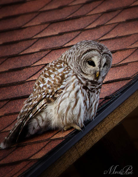 Maralee_Park_130209_42935-Edit