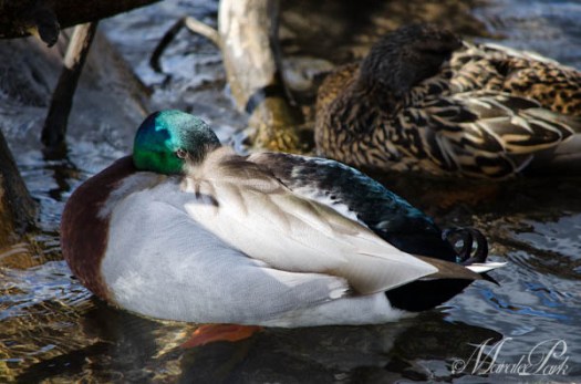 Maralee_Park_130216_43054-Edit