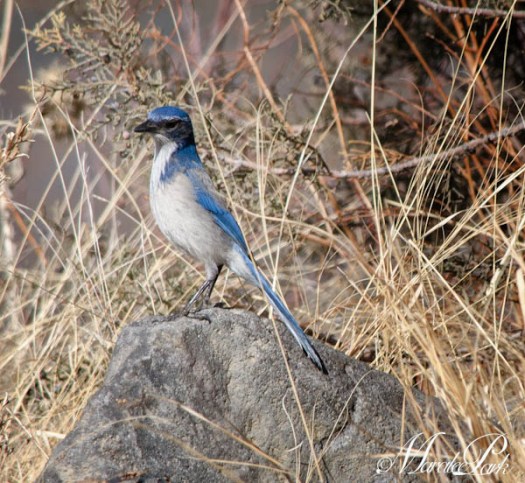 Maralee_Park_130216_43059-Edit