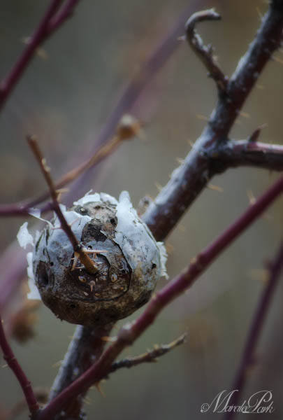 Maralee_Park_130216_43084-Edit