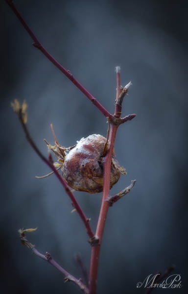 Maralee_Park_130216_43088-Edit