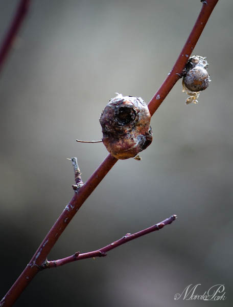 Maralee_Park_130216_43090-Edit