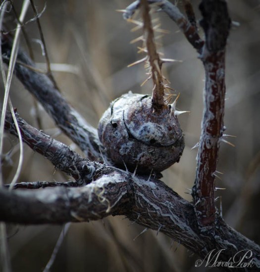 I thought this sort of looked like an octopus smiling