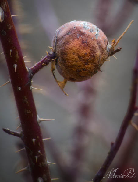 Maralee_Park_130216_43096-Edit