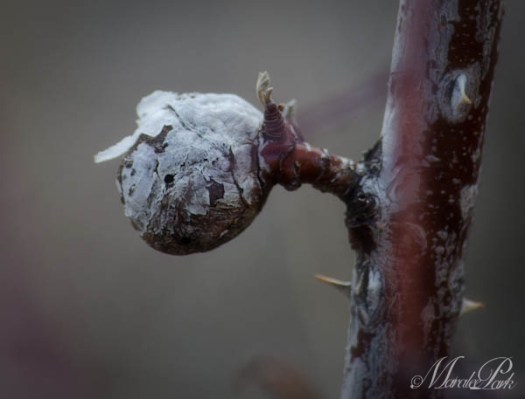 Maralee_Park_130216_43098-Edit