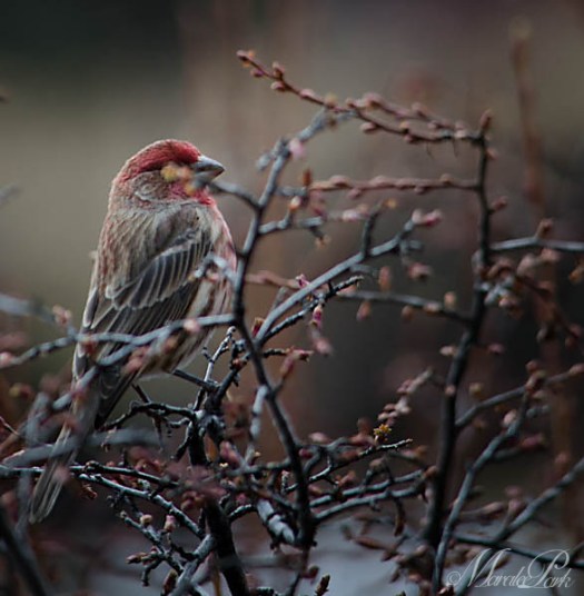 Maralee_Park_130216_43110-Edit-Edit