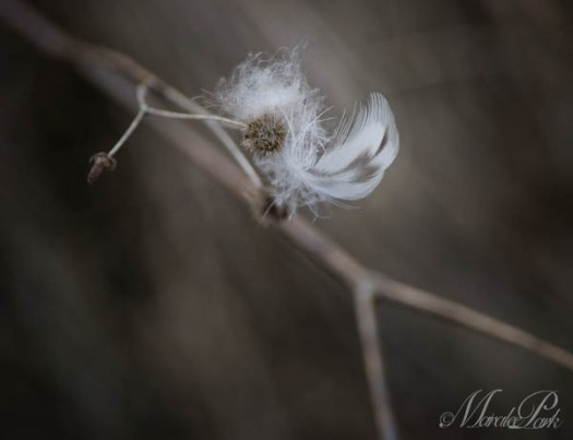 Maralee_Park_130216_43143-Edit