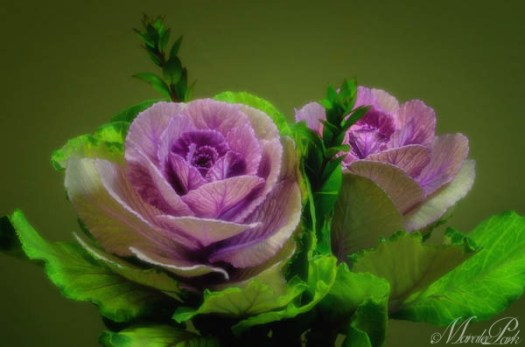 Maralee_Park_130221_43240-Edit