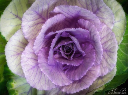 Maralee_Park_130221_43251-Edit