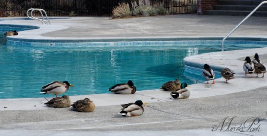 Maralee_Park_130224_43416-Edit