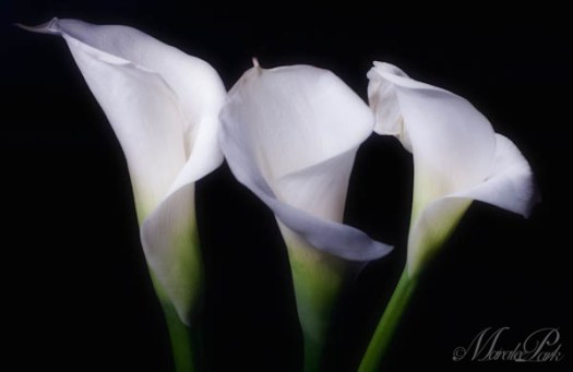 Maralee_Park_070421_05520-Edit