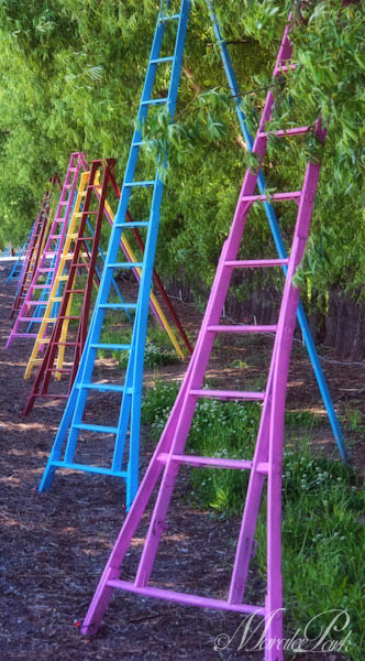 Maralee_Park_110615_07643-Edit