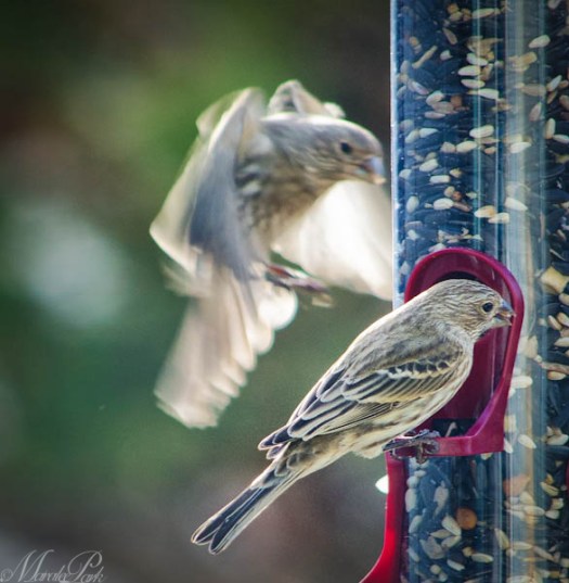 Maralee_Park_130201_42615-Edit