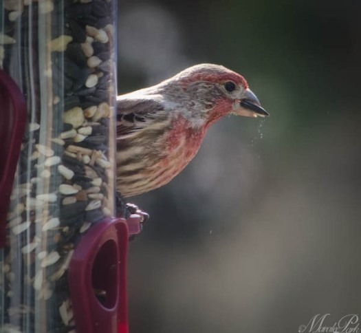 Maralee_Park_130208_42767-Edit