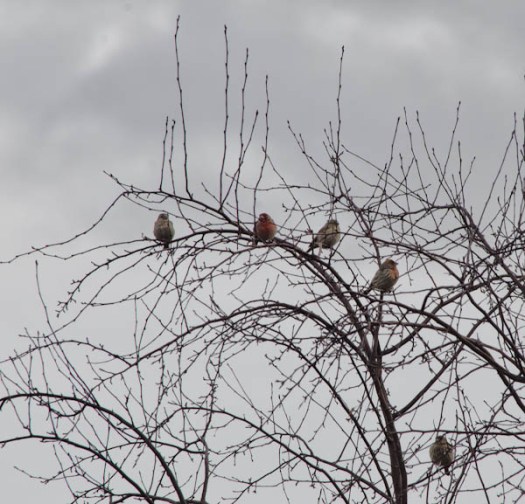 Maralee_Park_130223_43337-Edit