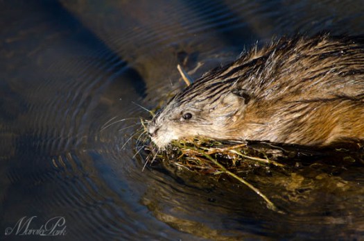 Maralee_Park_130303_43528-Edit