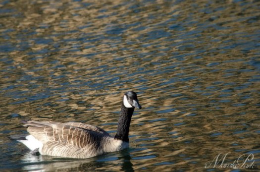 Maralee_Park_130303_43547-Edit