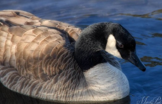 Maralee_Park_130303_43553-Edit