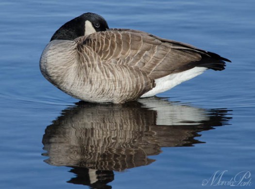 Maralee_Park_130303_43578-Edit