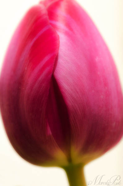 Maralee_Park_130305_43582-Edit