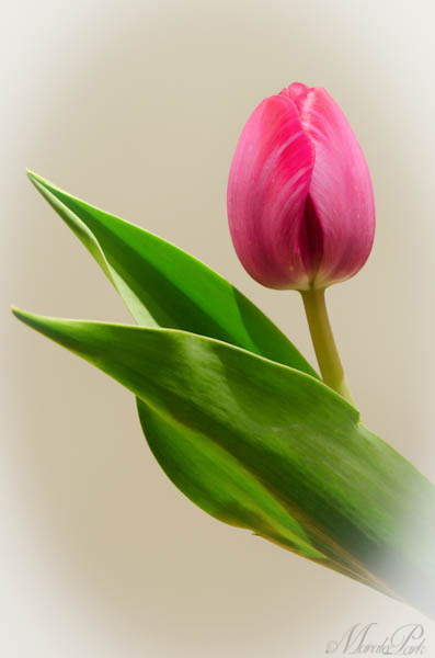 Maralee_Park_130305_43589-Edit