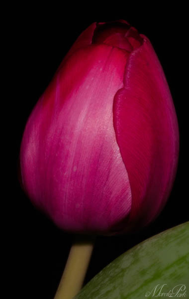 Maralee_Park_130305_43610-Edit