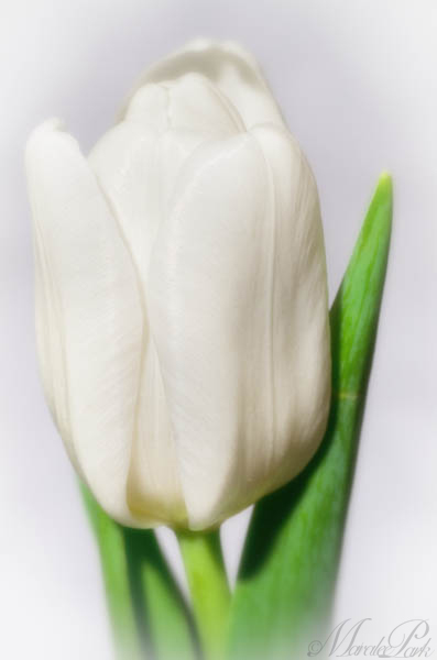 Maralee_Park_130305_43668-Edit