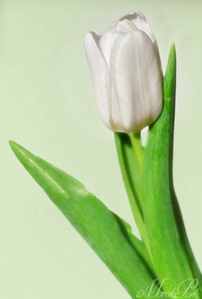 Maralee_Park_130305_43687-Edit