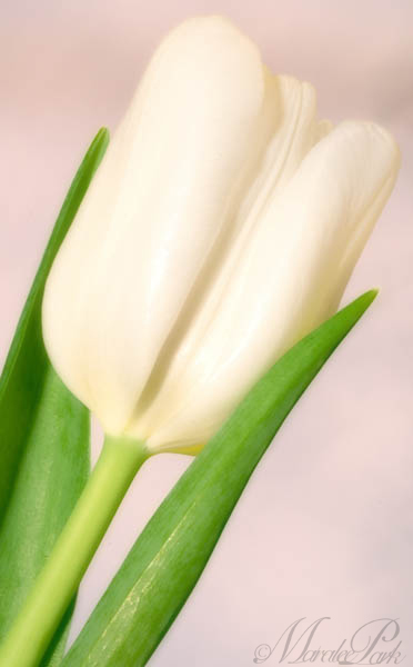 Maralee_Park_130305_43705-Edit