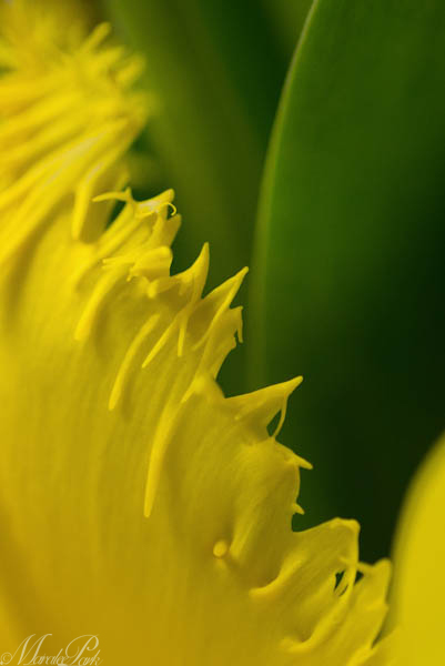 Maralee_Park_130306_43732-Edit